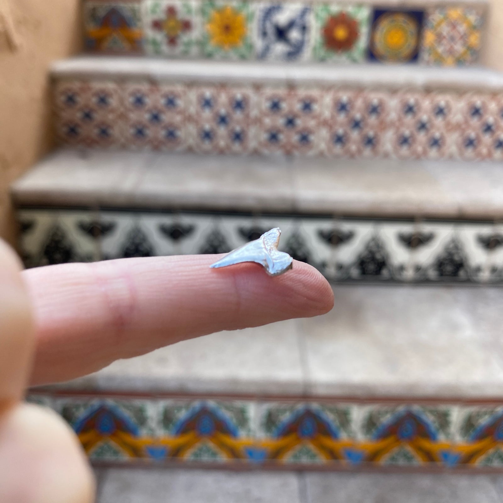 silver shark tooth finding
